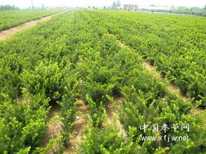 红豆杉种植需选用何种土壤？