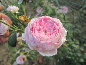 月季新芽发黑：揭秘原因与养护方法