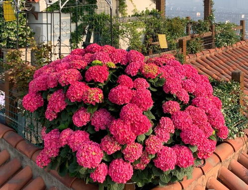 庭院春日花潮， 南方四月花种指南