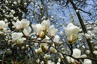 玉兰籽的奥秘，就在那红果子里面