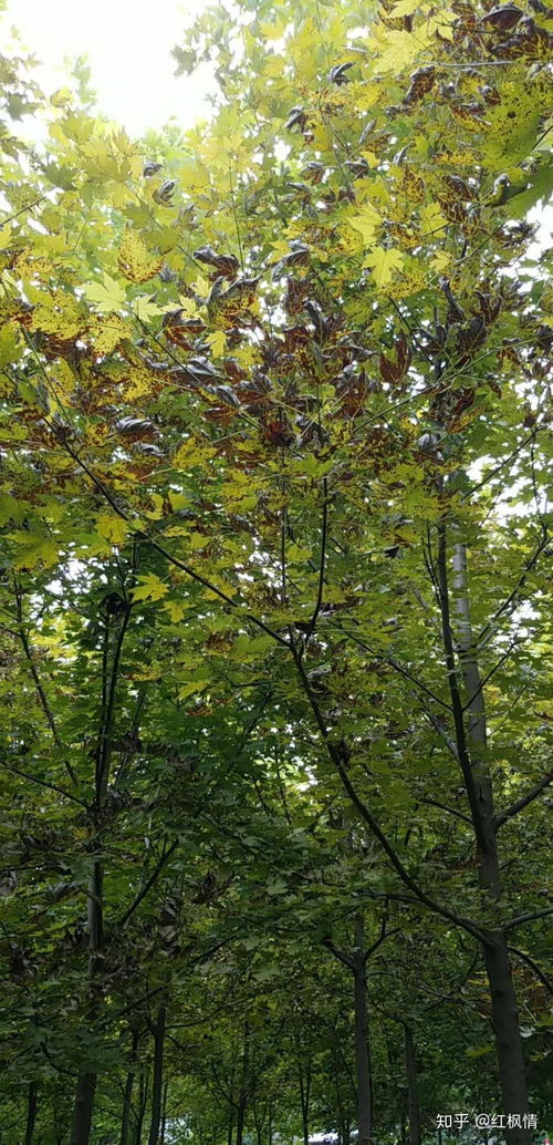 根系呼吸不畅， 土壤过深是罪魁祸首