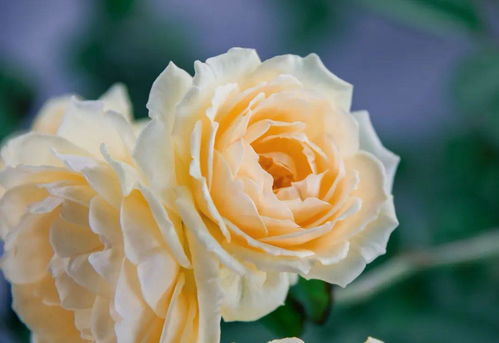 浇水与施肥的技巧