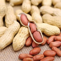 花生生长周期长短谈