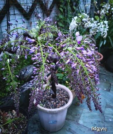 耐寒耐旱的花卉推荐