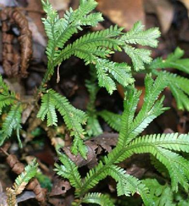 小叶卷柏养护技巧：盆栽与大叶卷柏对比，哪个更适合畜牧养殖？