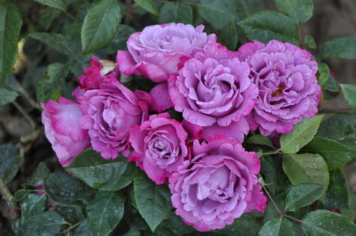 这款花， 美得让人心动