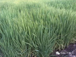 除草剂种类繁多， 各有特点