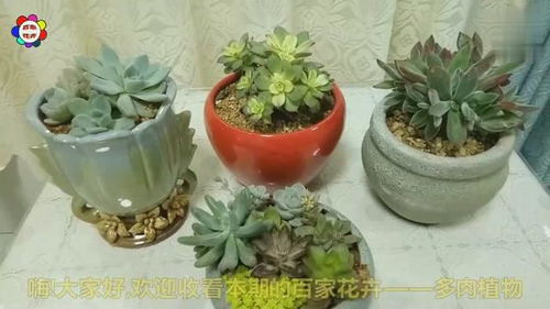 夏天多肉植物浇水秘籍：如何正确给它们补水？