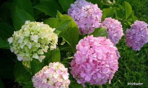 四、 绣球花：冬日里的美丽姿态