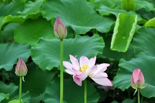 莲花夏季开花？想知道具体时间