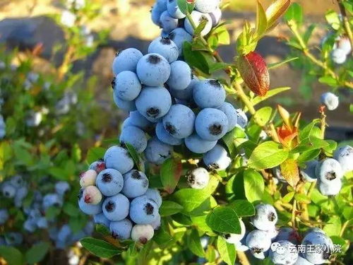 夏天管理蓝莓树，如何确保果实丰收