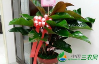 第三步：修剪枝条，让花儿梗有型