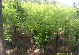 第三步：输入关键词，别怕错