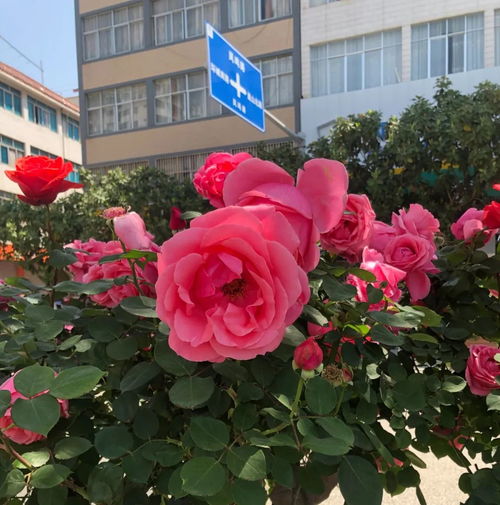 永胜县城绿化带月季花开， 妖娆美丽