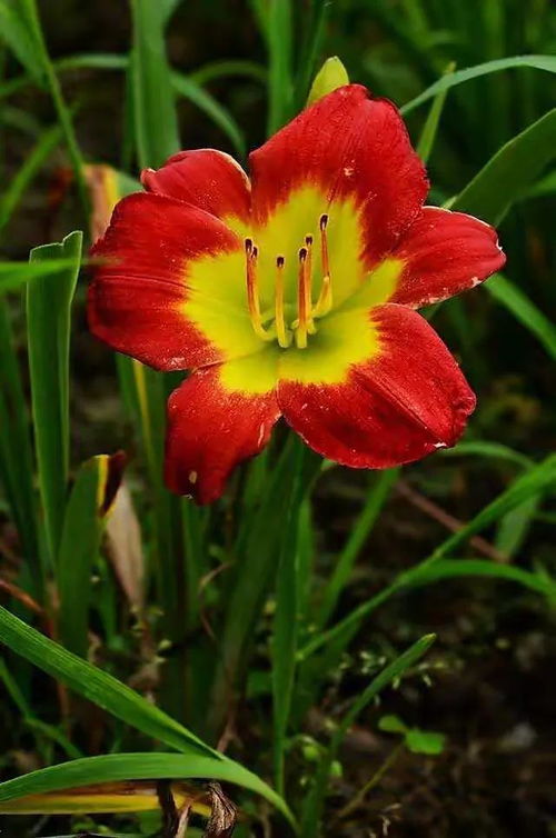 “萱草花语之美，一朵娇小的花