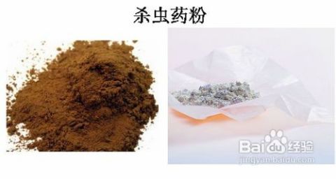 哪种杀虫剂粉杀臭虫效果最好？有没有最有效的杀虫剂推荐？