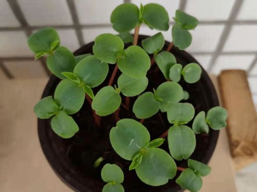 凤仙花在哪个月份播种最为适宜，种子种植的最佳时间是什么时候