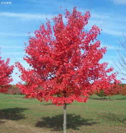 鸡爪槭：婉约精致的画作