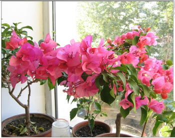 国庆节花海盛放，这些花儿你认识吗？