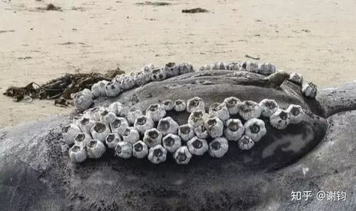 健康危害，胆碱Neng的危机