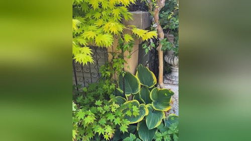 福州适合种植哪些植物？推荐种植哪些植物最合适
