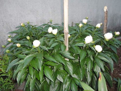 芍药养殖关键步骤有哪些？如何让盆栽芍药花开更艳