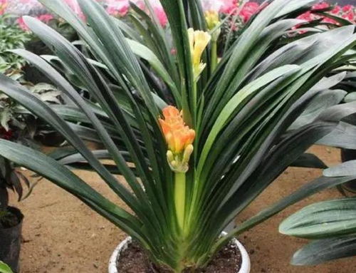 换盆后的养护，细心呵护