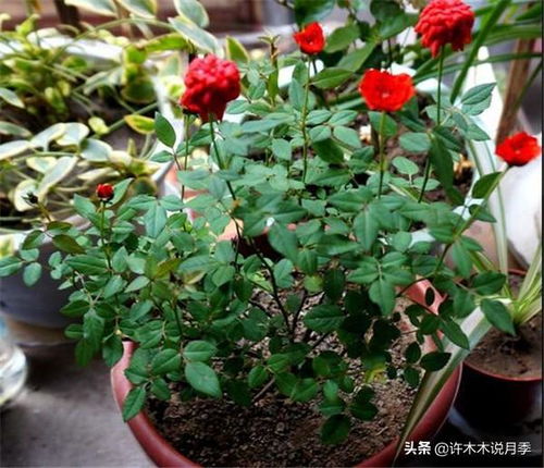 小黑飞，用蚊香水！