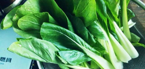 香菜锈病：青菜生产中的常见问题