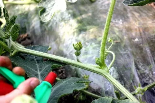 平安种植时间要记牢