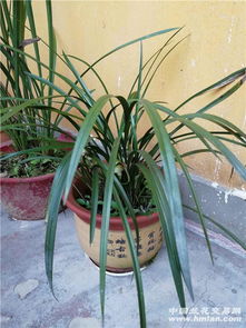 兰花已开花，如何延长花期