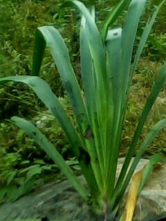 揭秘那些美味的花朵——30种可食用的鳞茎花卉