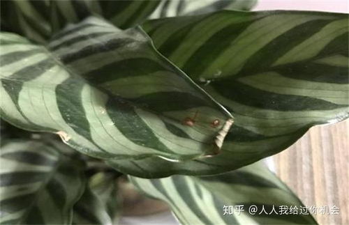 竹芋为什么不能放卧室？室内空气流通会影响其生长