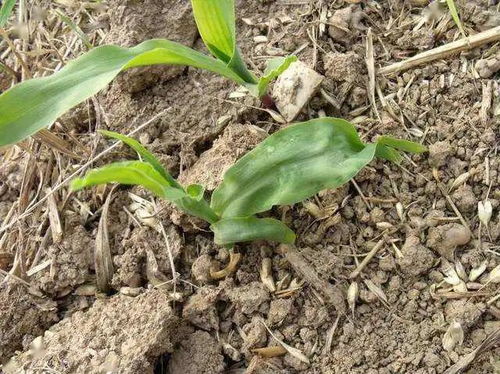 蔬菜除草剂问题探讨