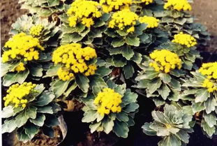 花镜种植，美丽从何而来？