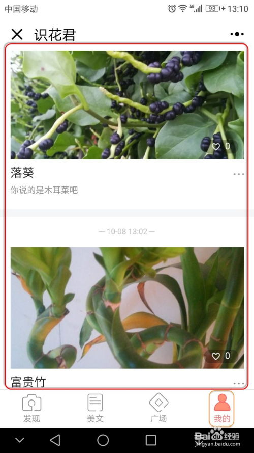 植物大揭秘：拍照识花的神奇之旅