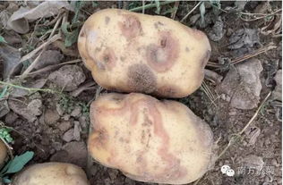 严格挑选种薯，减少伤口