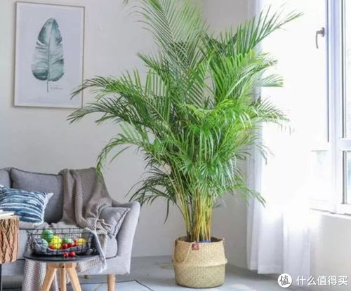 大型植物与电视背景墙的搭配