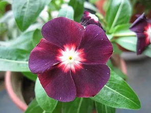 耐晒花草，你值得拥有