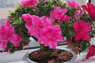 杜鹃花不宜浇醋水，科学养护更佳！