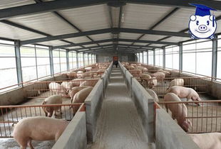 农村自建猪舍和农村小型养猪场猪舍设计图，如何确保通风和保温效果？