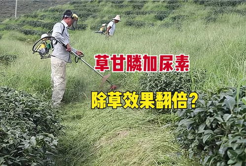 草甘膦与尿素混合，除草效果之谜