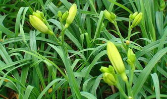 黄花菜地里除草剂大揭秘！