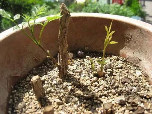 Word凌霄花的扦插方法全解析