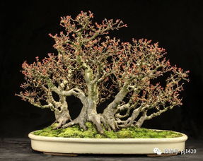 日本山红叶盆景，如何养护才能保持其独特魅力