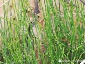 丁草胺和莠去津混合使用能否有效清除花生沟边杂草？