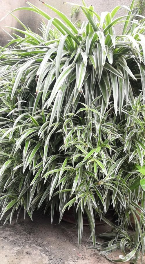 南方吊兰养护指南