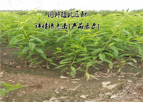 丁草胺种菜， 量要刚刚好