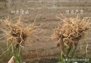 豆角黄叶速效救星，一招解决难题！