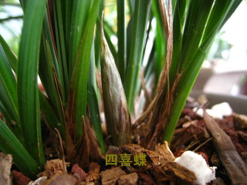 君子之兰， 王者之香